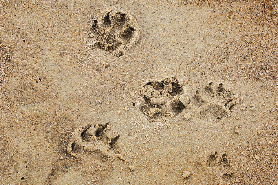 dogcaninepawsbeach.jpg