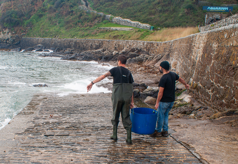 aquarium fish release