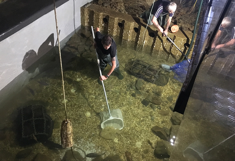 aquarium fish catching