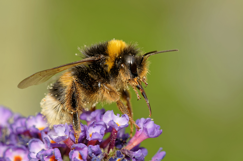 bumble bee