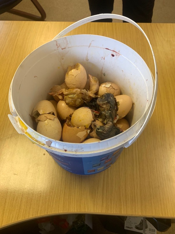bucket dead chicks