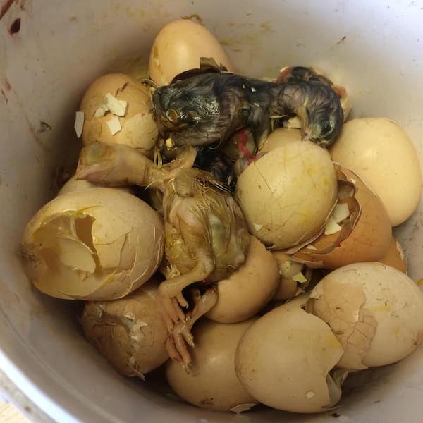 bucket dead chicks