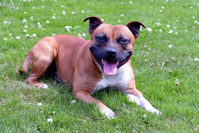 dogs-858924_1920.jpg