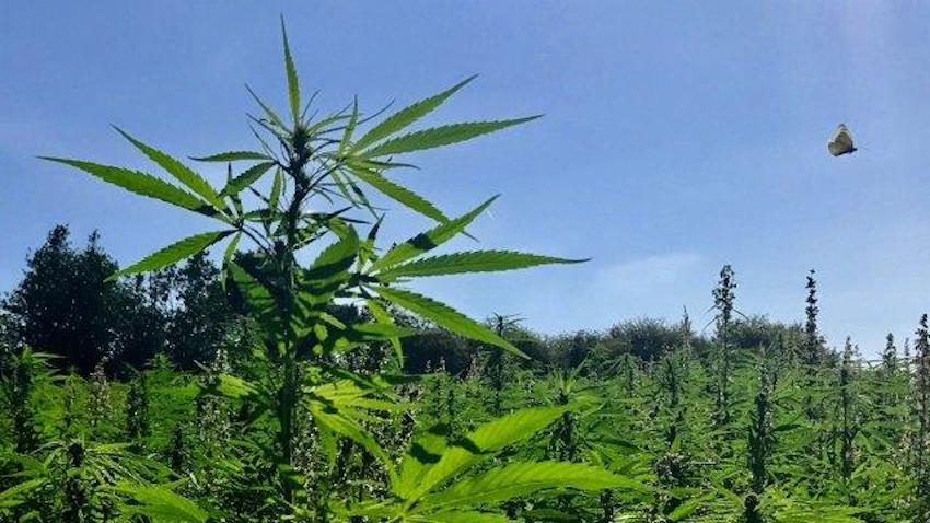jerseyhempA_butterfly_takes_to_the_air_across_hemp_on_Jersey._Photo_Jersey_Hemp..jpg