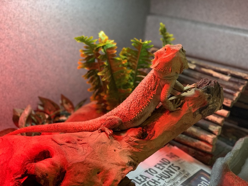 small_animals3