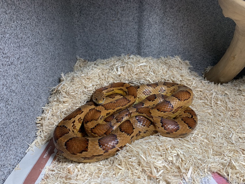 small_animals4