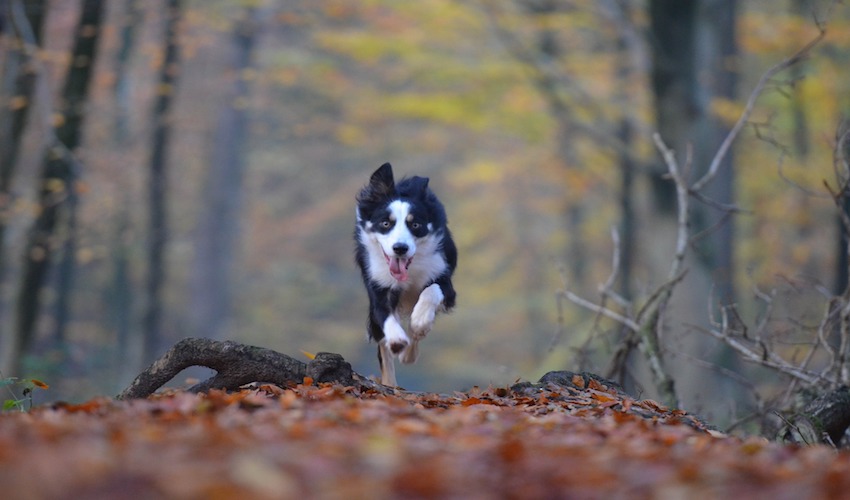 autumn-665148_1920.jpg