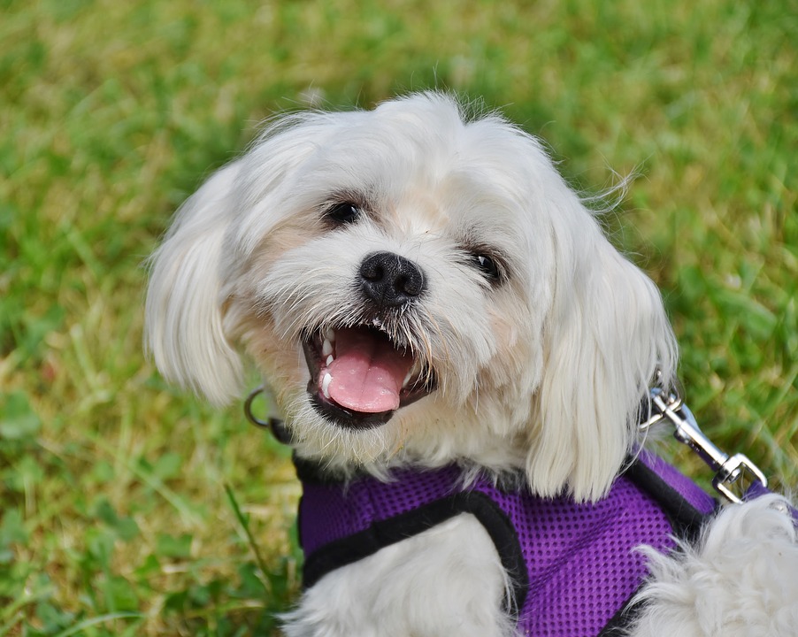 dogcaninemaltese.jpg