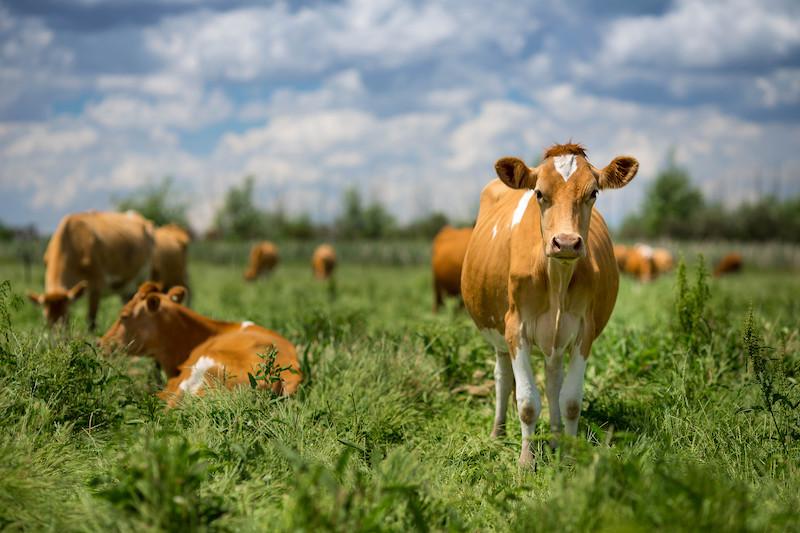 Guernsey cow cows cattle