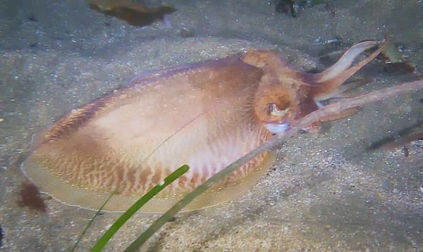 Longue Hougue Guernsey Marine Life