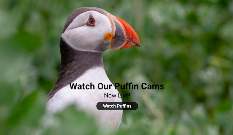 Puffin Cams