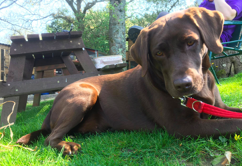 Macy GSPCA