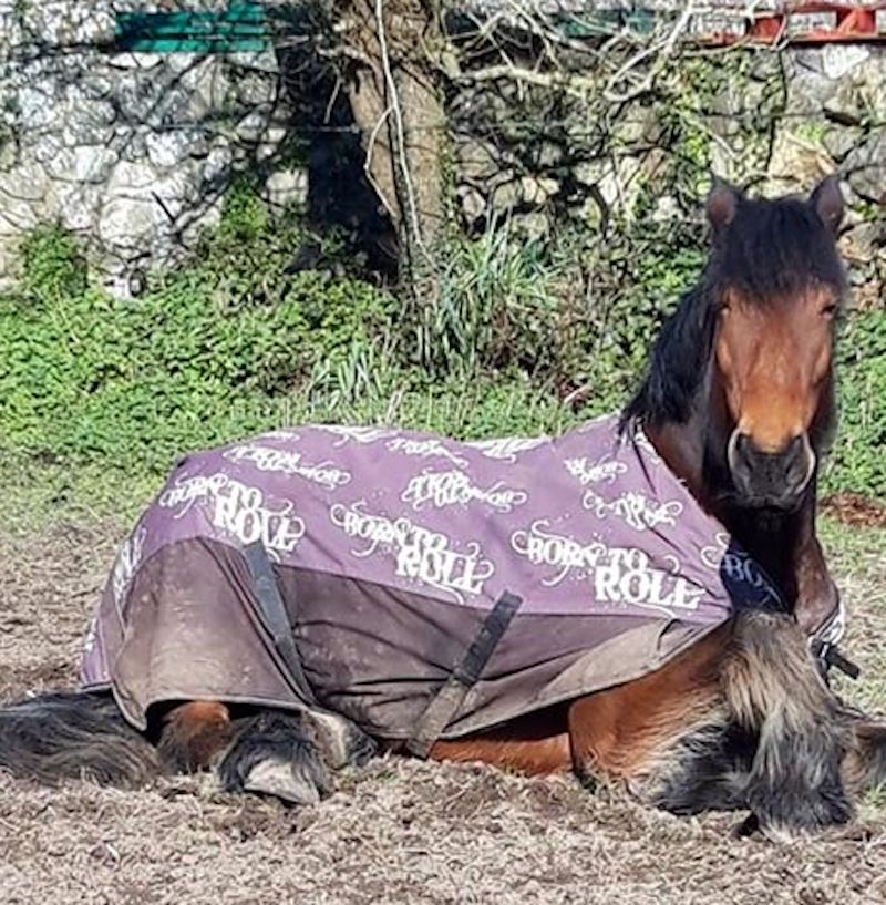 duke horse owned by Alex Tielles