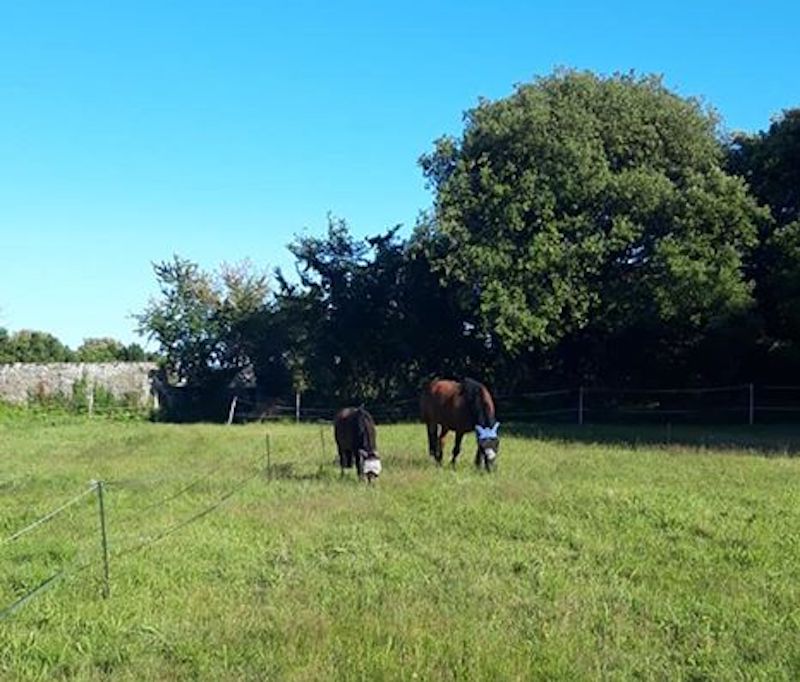 duke_and_christopher horse owned by Alex Tielles
