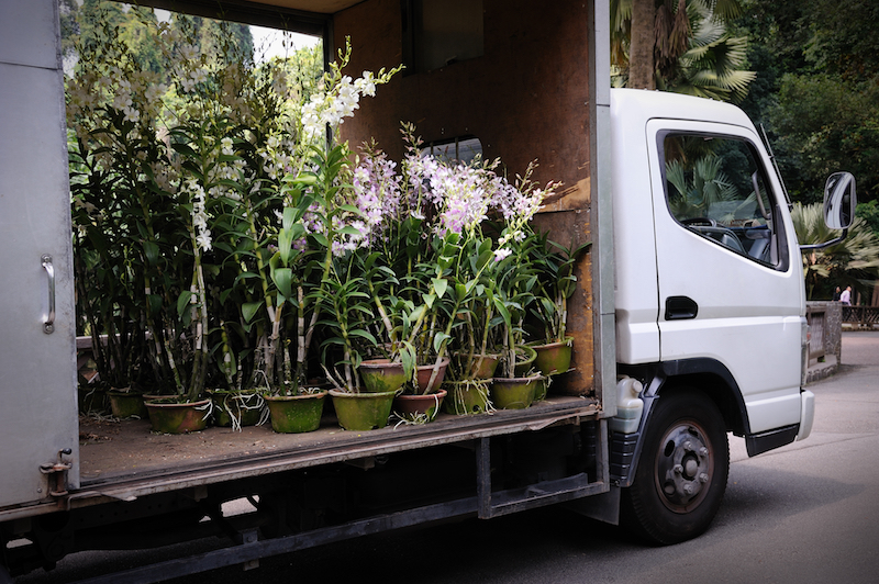 plant delivery