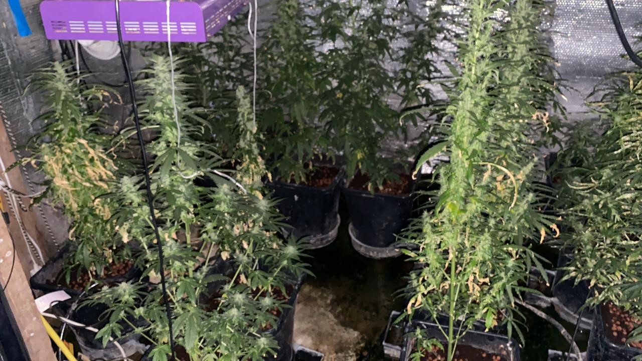20200514_Cannabis_Grow_Raids_3