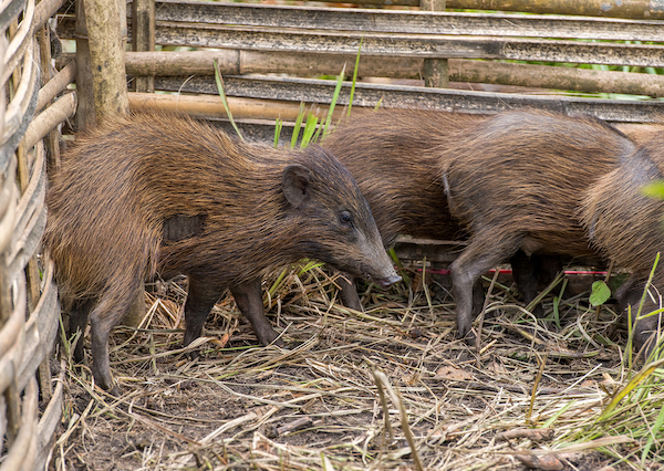 7Durrell_pygmy_hogs_UdayanBorthakur.jpg