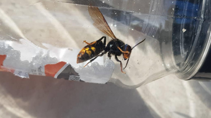 asian hornet