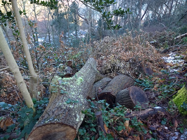 bouley bay trees
