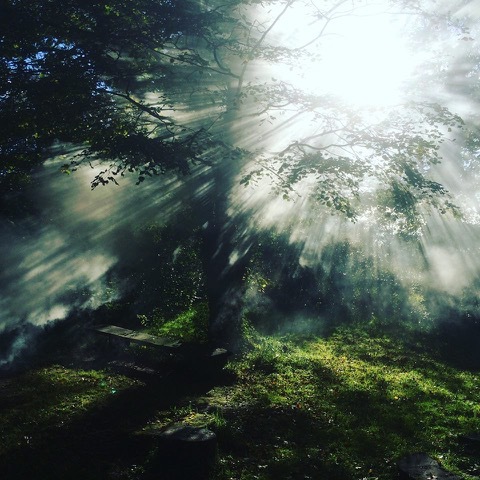 Trees_Please_magical_tree_at_LHB.jpg