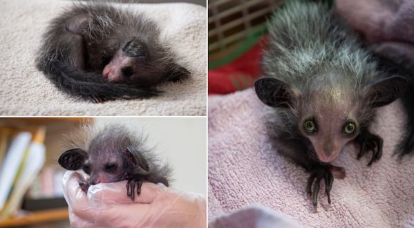 Mifaly_baby_aye-aye_jersey_zoo.jpg