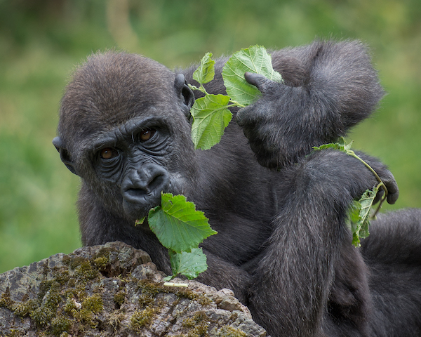 durrell_gorillas.jpg