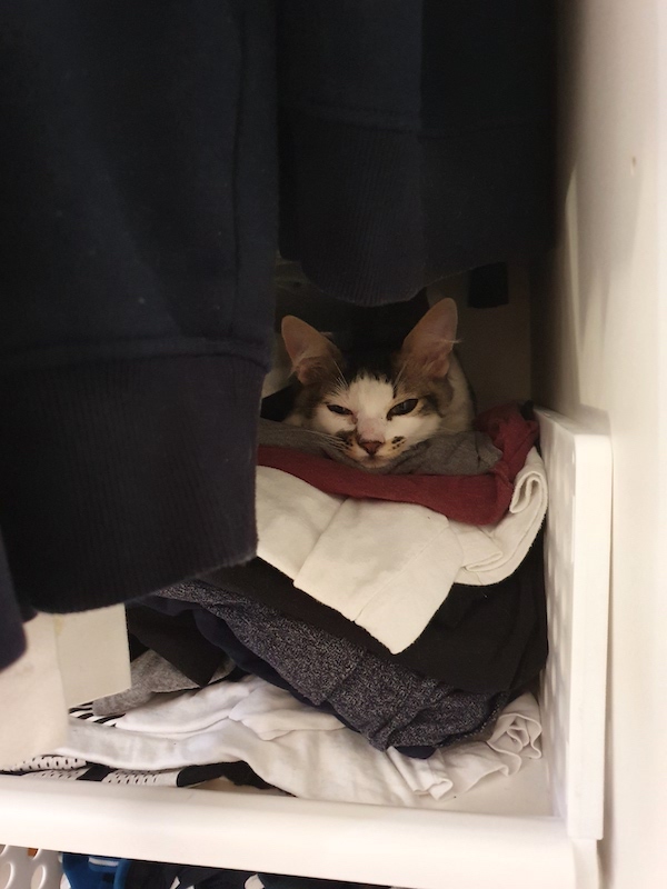 3Spoon_kitten