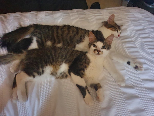 5Spoon_kitten.jpg