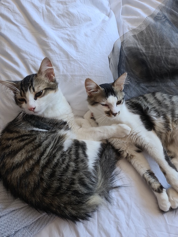 6Spoon_kitten