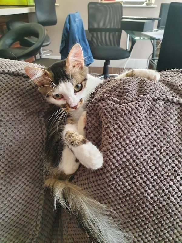 8Spoon_kitten.jpg