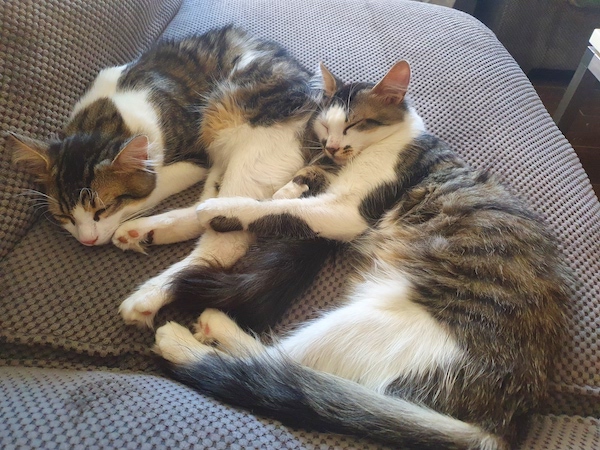 9Spoon_kitten