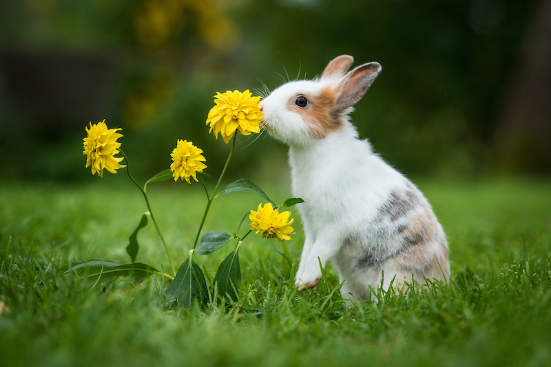 Rabbit_Stock