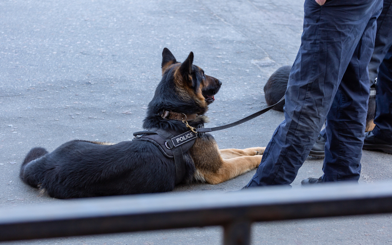 police dog