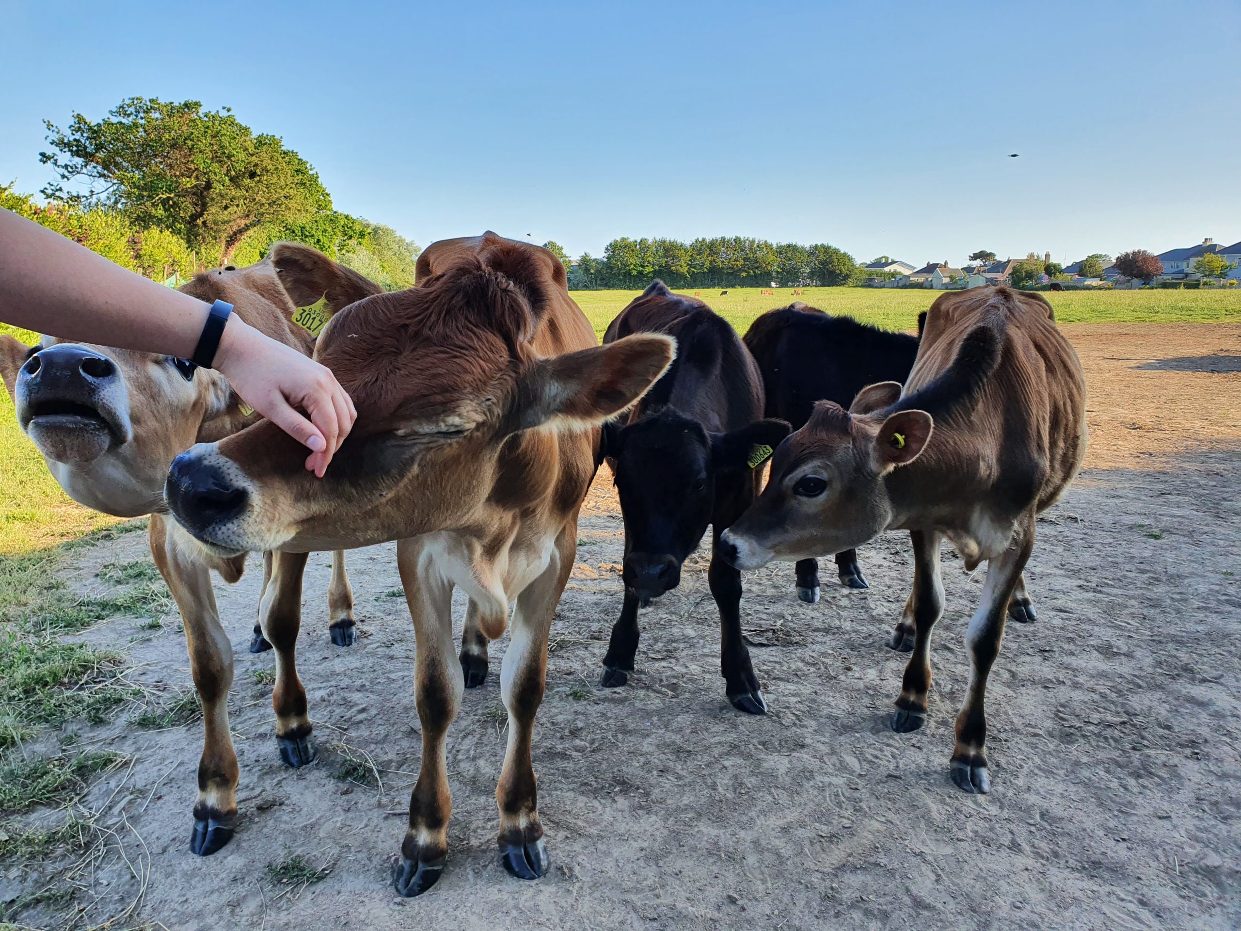 2Jersey_Cows.jpg