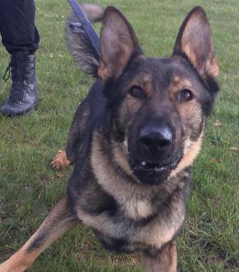 PD_Leo-4.jpg