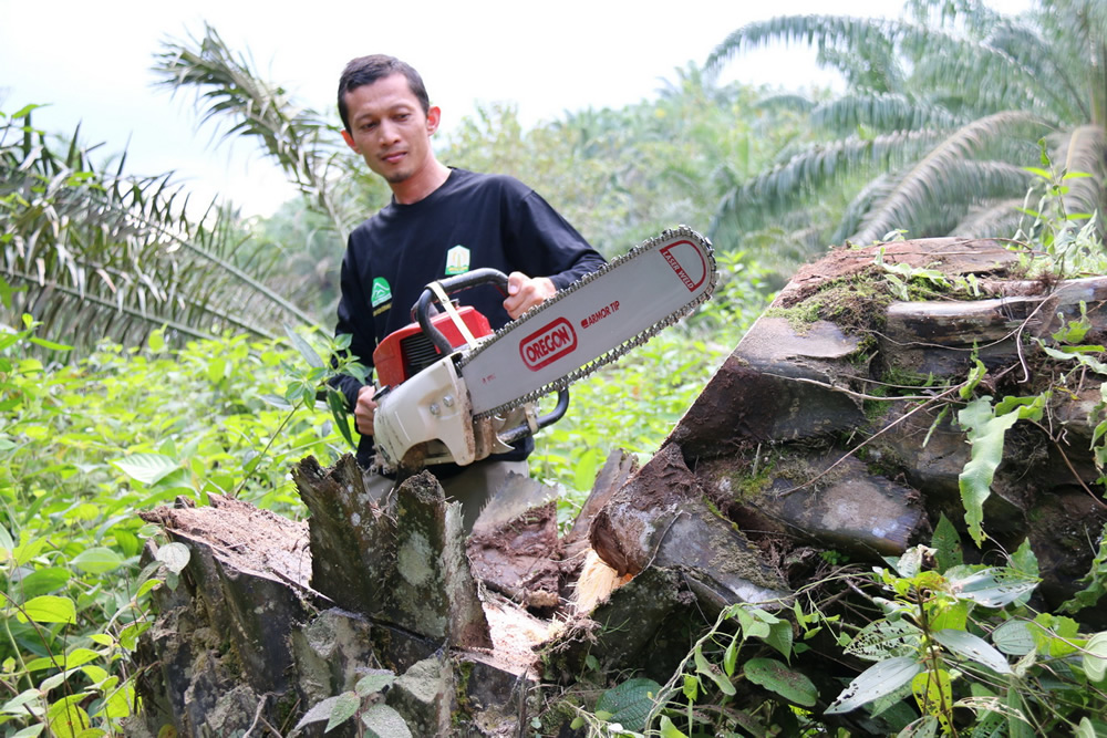 RudiPutra_Cutting_down_illegal_oil_palm.jpg