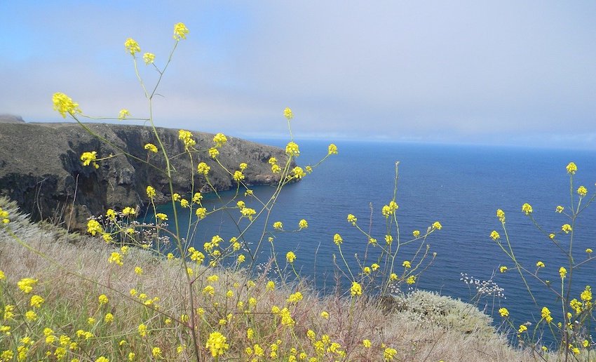 channel-islands-national-park-969016_1280.jpg