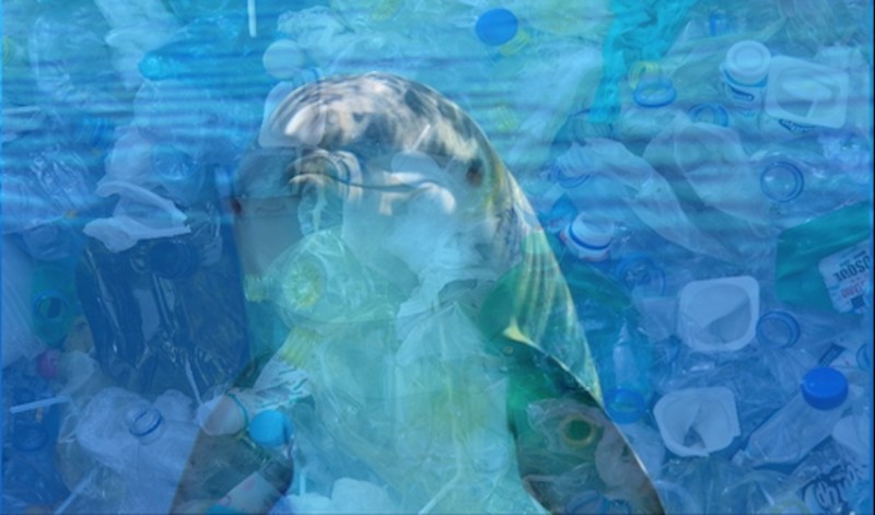 dolphinplasticcollage.jpg