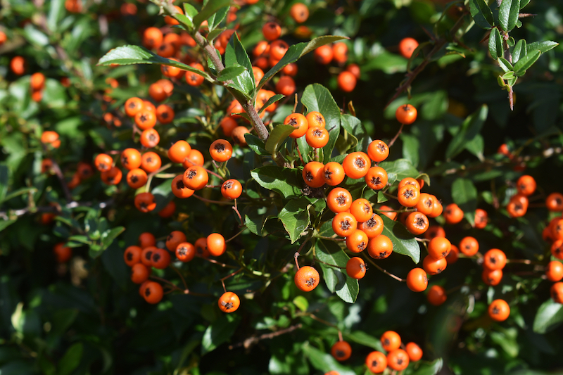 firethorn_pyracanthea.jpg