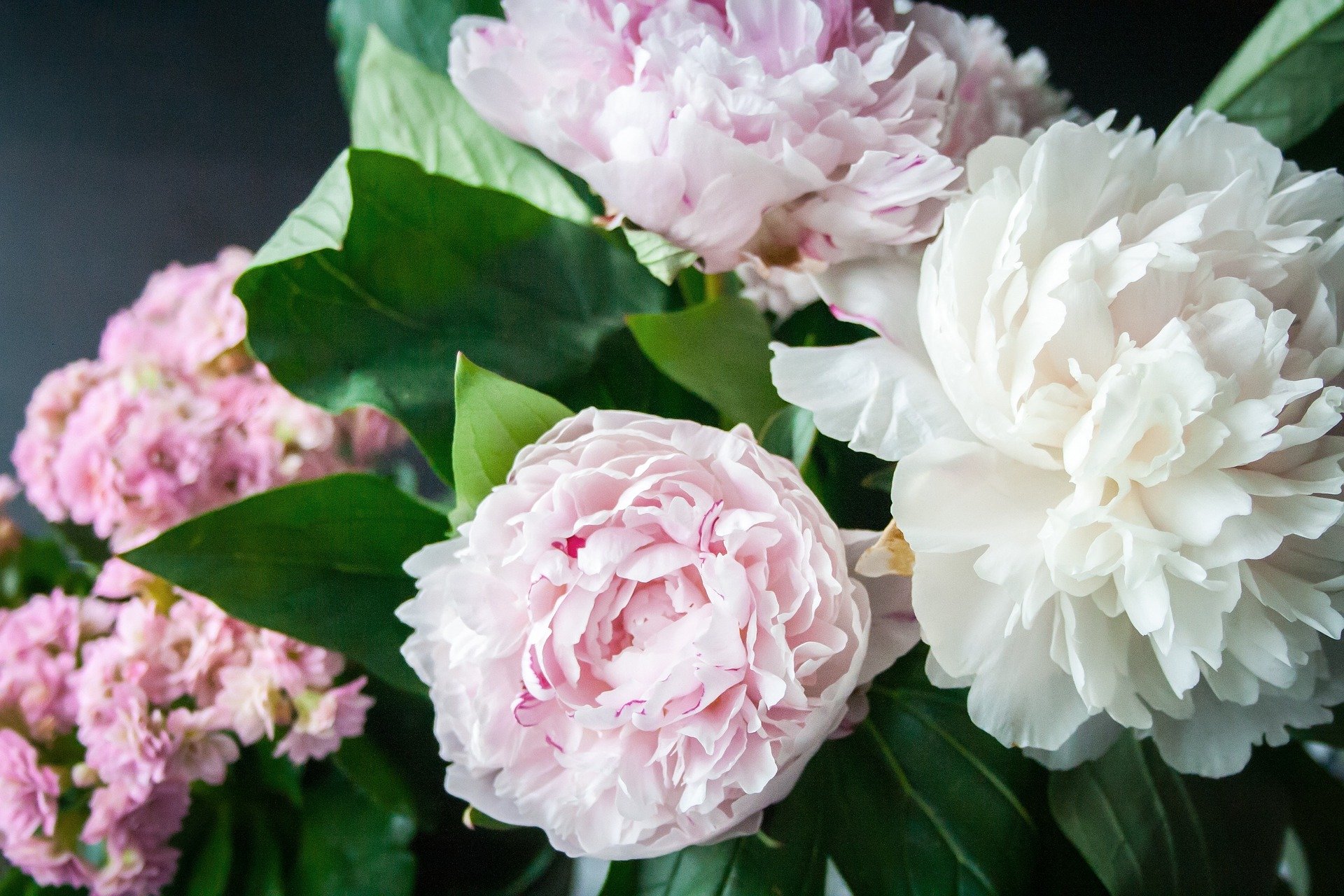 flower-823655_1920.jpg