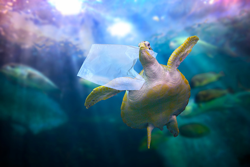 Plastic_Bag_Ocean.jpg