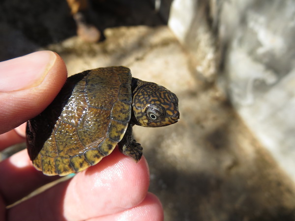 rere_hatchling_at_breeding_centre_in_Madagascar_credit_Matt_Goetz.JPG