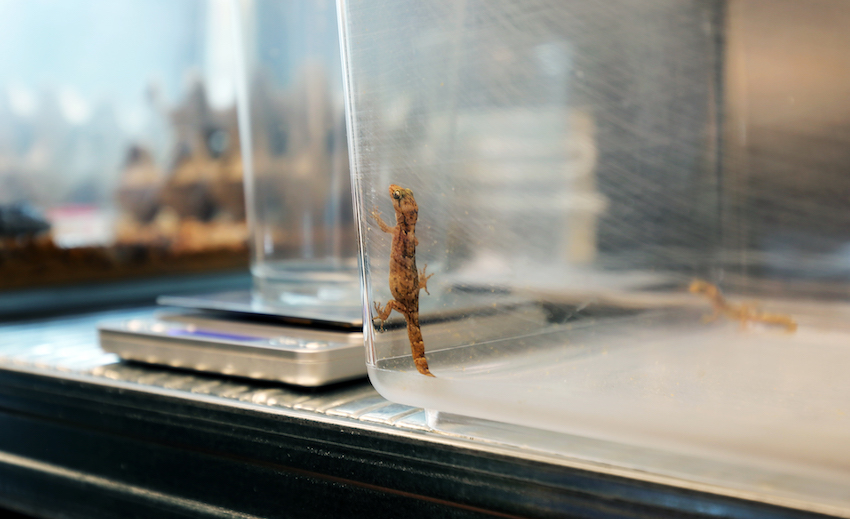 Lesser_night_gecko_waiting_to_be_weighed_at_Jersey_Zoo.jpg