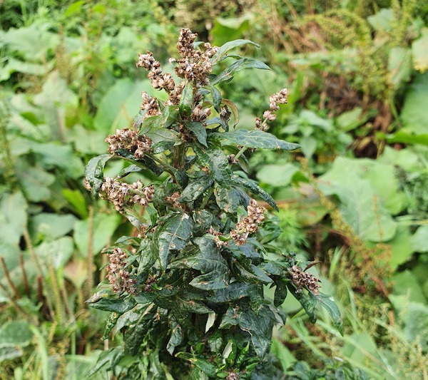 Mulgwort