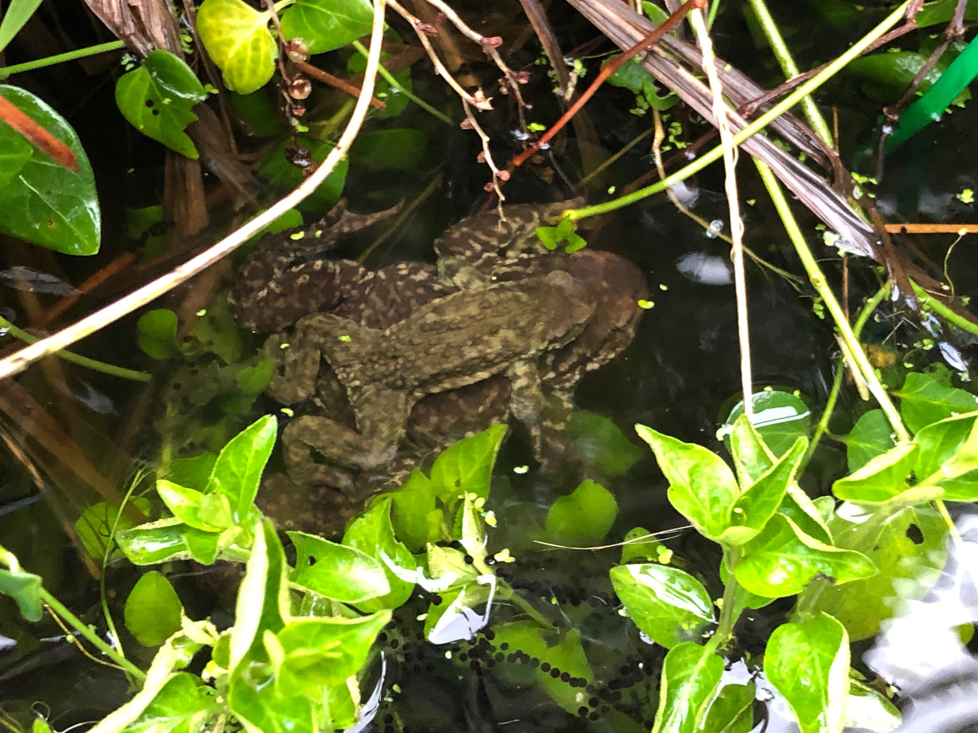 IMG_4659.jpg