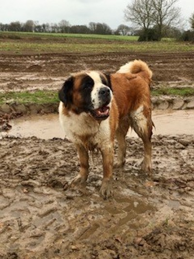Lua_-_Dirtiest_Dog.jpg