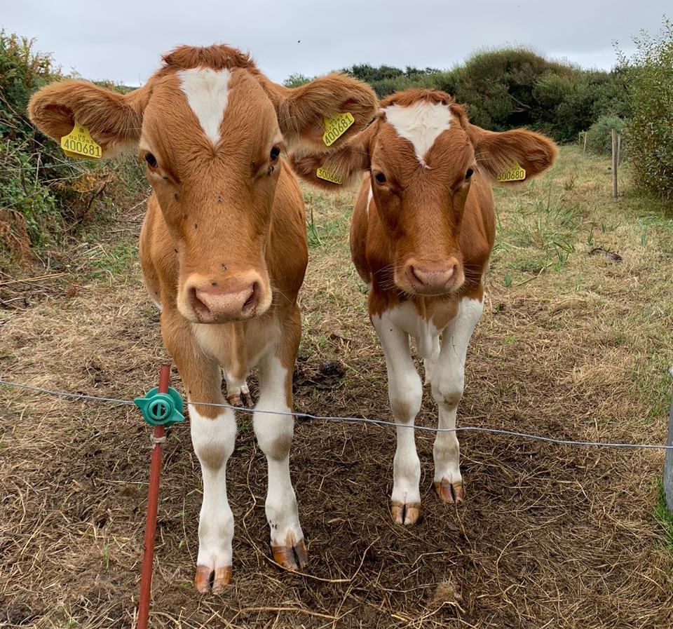 conservation_herd_steers.jpeg