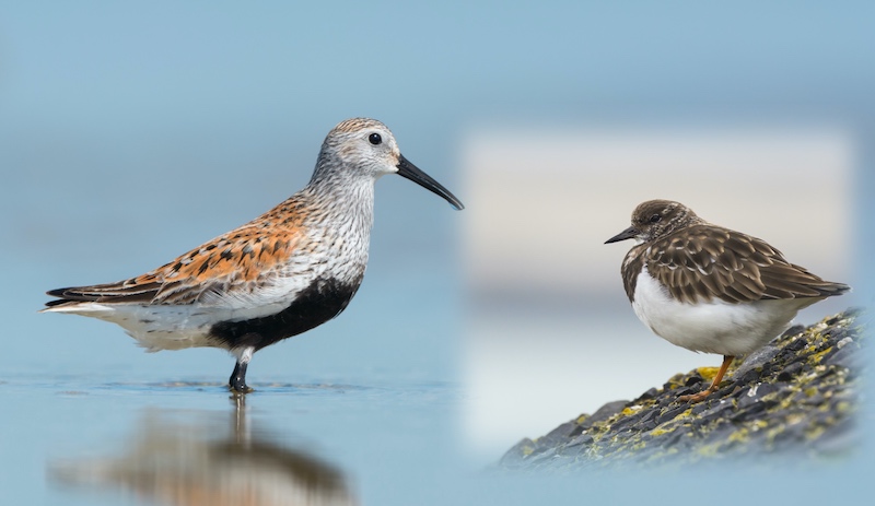 dunlin_turnstone.jpg