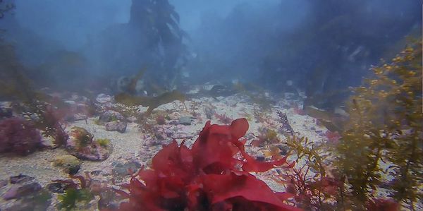 Longue Hougue Guernsey Marine Life