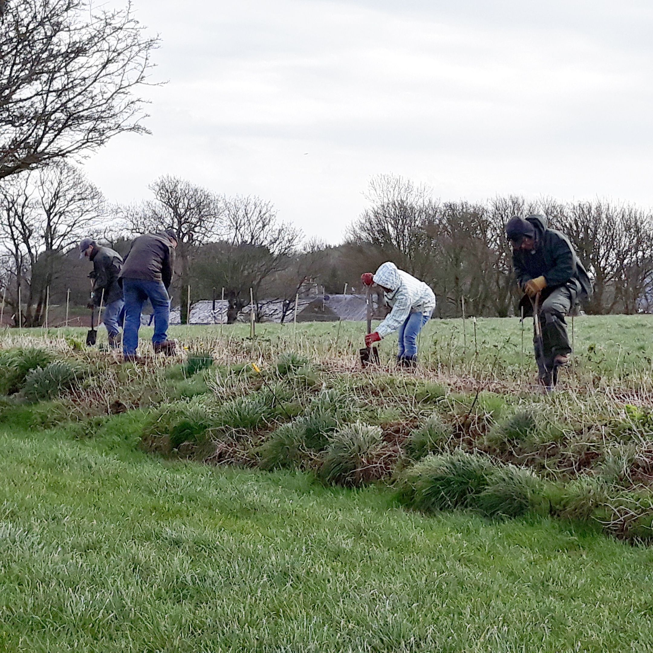 NE-IM-JCV_farm_hedge_planting_11_02_18_10.jpg